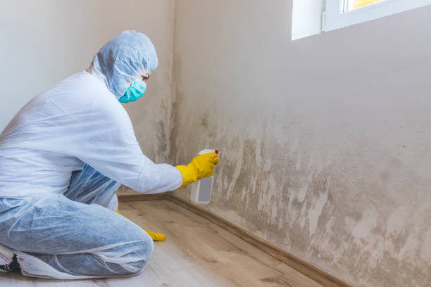 Licensed Black Mold Removal service in Waverly, IL - WQB Mold Removal