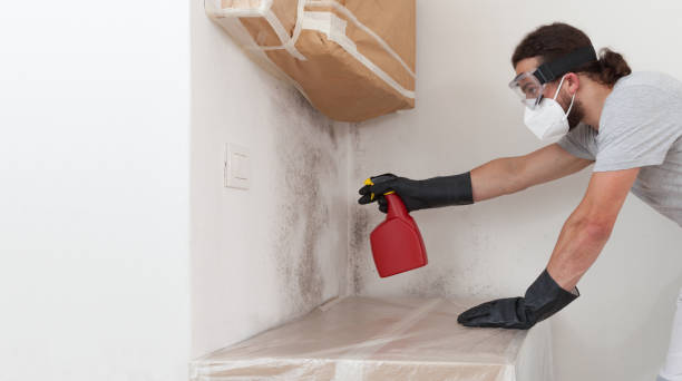 Professional Black Mold Removal technician working in Waverly, IL