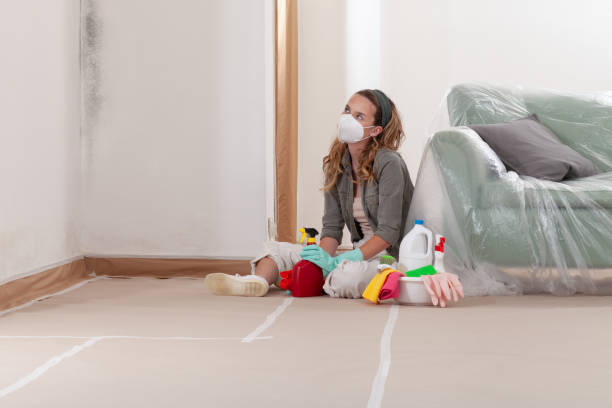 Trusted Black Mold Removal service in Waverly, IL - WQB Mold Removal