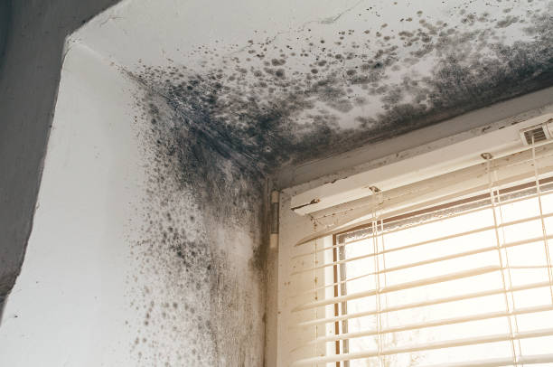 Affordable Black Mold Removal solutions in Waverly, IL